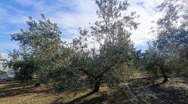 Granada - Santa Fe - 9266m2