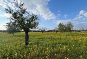 Llucmajor 15000&nbsp;m²