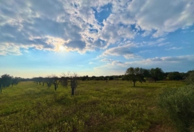 Llucmajor 15000&nbsp;m²