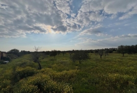 Llucmajor 15000&nbsp;m²
