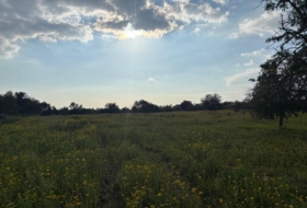 Llucmajor 15000&nbsp;m²