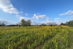 Llucmajor 15000&nbsp;m²
