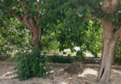 Casa de camp amb terreny en venda a la España, Redovà, ref.: TR411424 foto