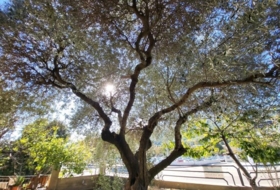 Amer 473&nbsp;m² 