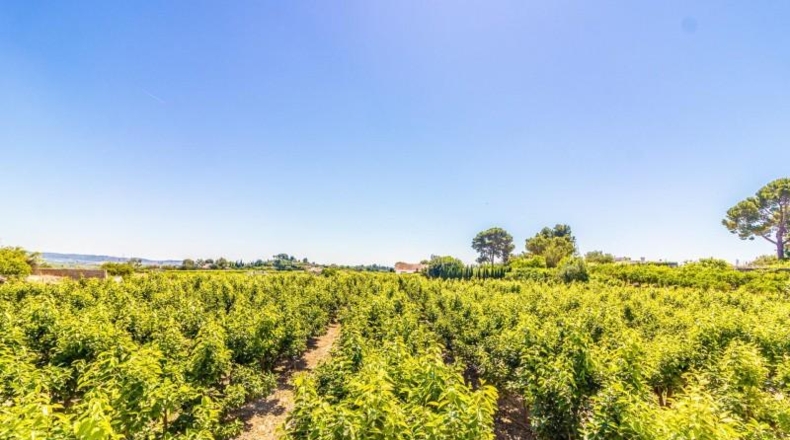 Valencia - Carlet - 590m2