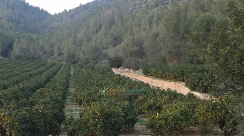 Alicante - Adsubia - 99264m2