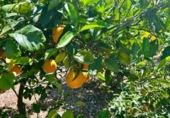 Отдельно стоящий дом с участком на продажу в городе Altea Фото
