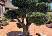 Отдельно стоящий дом с участком на продажу в городе Altea Фото