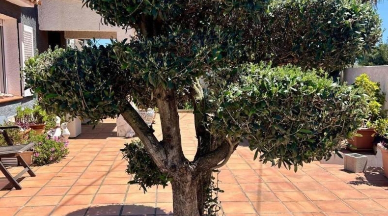 Alicante - Altea - 1450m2