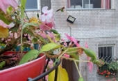 Дом с участком на продажу в городе Sada. Фото