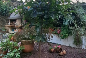 Foto 5