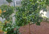 Дом с участком на продажу в городе Sada. Фото