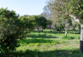 Casa de camp amb terreny en venda a la España, Sineu, ref.: TR384208 foto