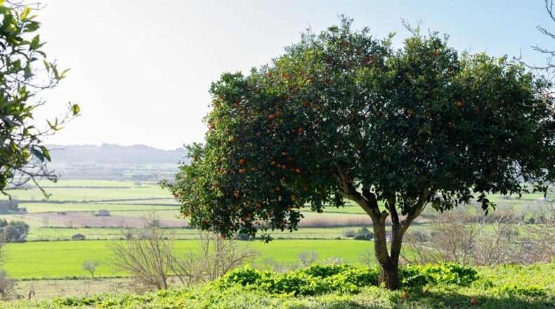 Balearic Islands - Sineu - 145000m2