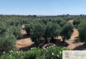 Terreny en venda a la España, Còrdova, ref.: TR186846 foto