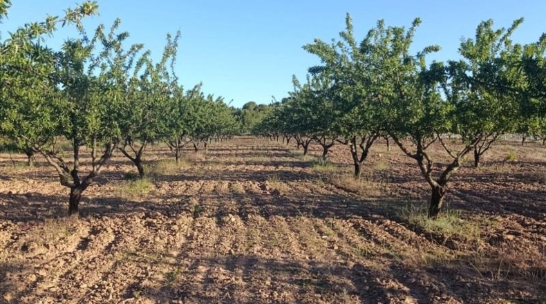 Murcia - Cehegín - 18511m2