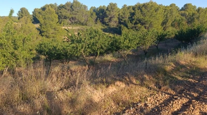 Murcia - Cehegín - 18511m2