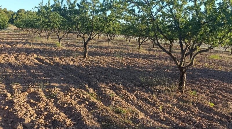 Murcia - Cehegín - 18511m2