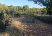 Terreny no urbanitzable en venda a la España, Cehegín, ref.: TR411752 foto