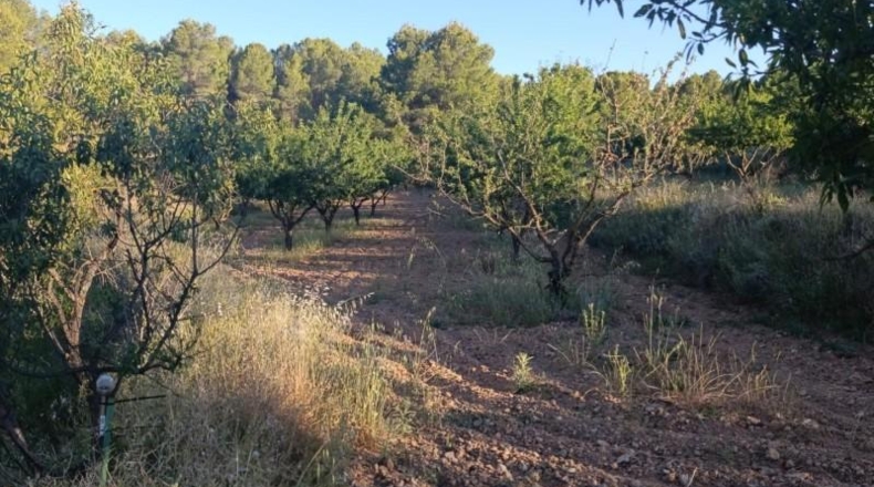 Murcia - Cehegín - 18511m2