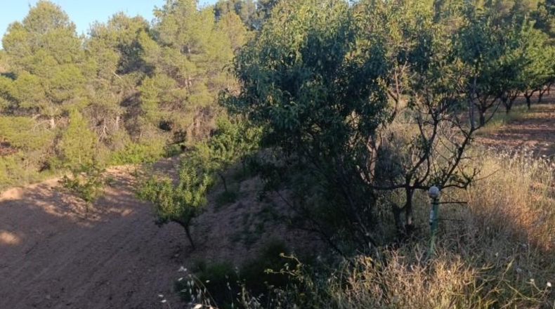 Murcia - Cehegín - 18511m2
