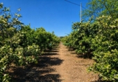 Terreno no urbanizable en venta en la España, La Font d'en Carròs, ref: TR411760 foto