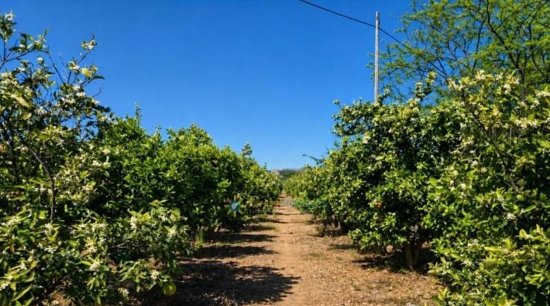Valencia - La Font d'en Carròs - 3303m2