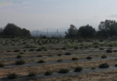 Country house with land for sale on España, Benigànim, ref: TR312404 photo