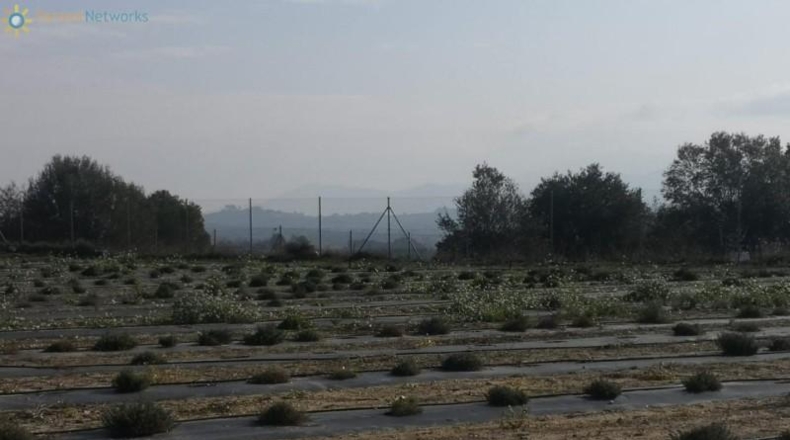 Valencia - Benigánim - 15465m2