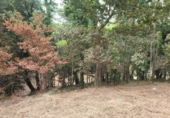 Non-developable land for sale on España, Vilar, ref: TR411761 photo