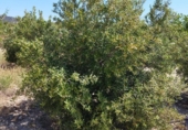 Country house with land for sale on España, Abanilla, ref: TR411762 photo