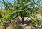 Country house with land for sale on España, Abanilla, ref: TR411762 photo