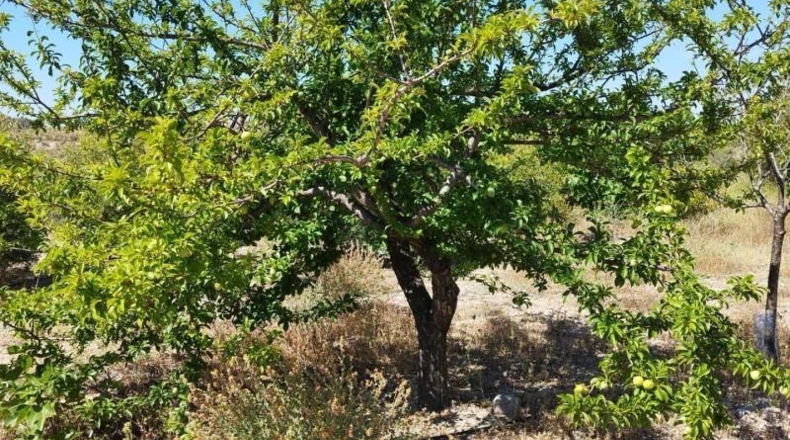 Murcia - Abanilla - 69012m2