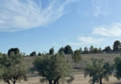 Urban land for sale on España, Monforte del Cid, ref: TR403291 photo