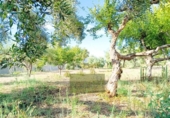 Detached villa with land for sale on España, Ontinyent, ref: TR411780 photo