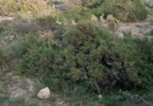 Sòl urbà en venda a la España, Mutxamel, ref.: TR124993 foto