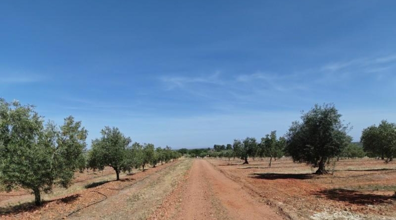 Badajoz - Guareña - 2800m2