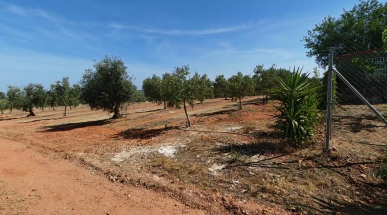 Badajoz - Guareña - 2800m2