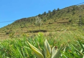 Xalet independent amb terreny en venda a la España, Relleu, ref.: TR411809 foto