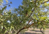 Detached villa with land for sale on España, Arenas del Rey, ref: TR411810 photo