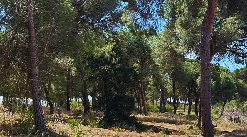 Huelva - Lucena del Puerto - 2700m2
