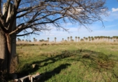 Xalet independent amb terreny en venda a la España, Elx, ref.: TR302850 foto