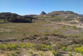 Molina de Segura 20809&nbsp;m²