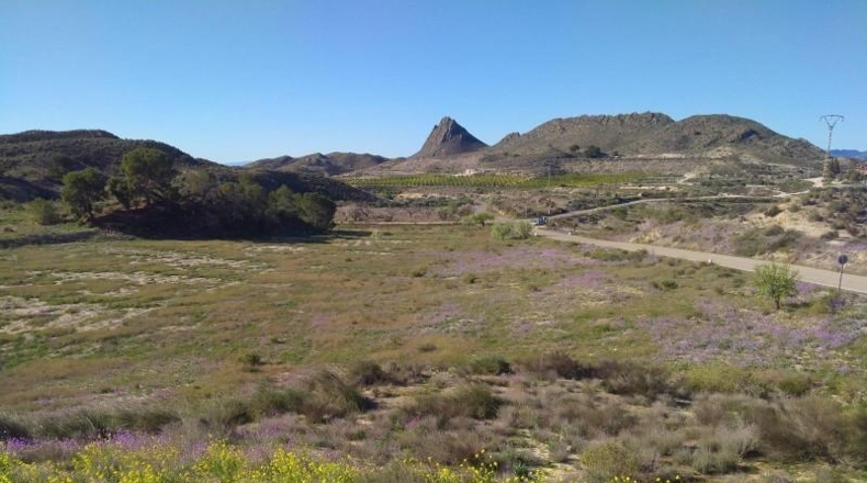 Murcia - Molina de Segura - 20809m2