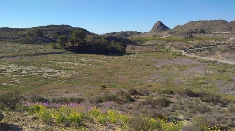 Murcia - Molina de Segura - 20809m2