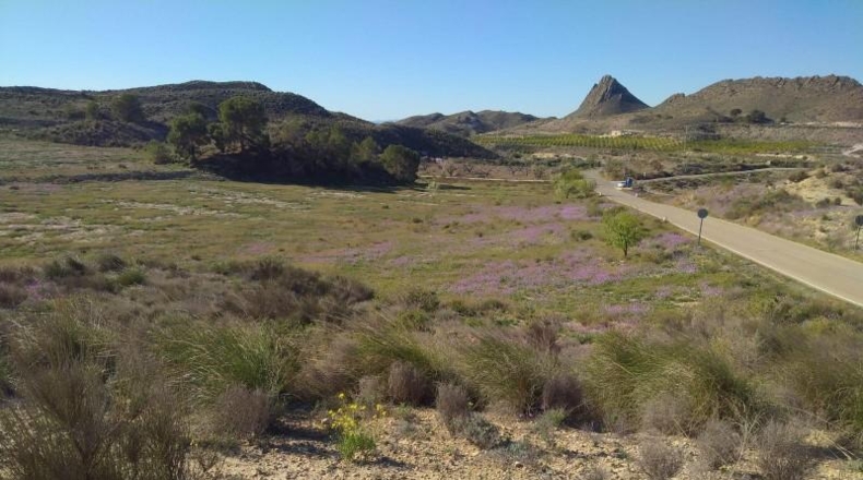 Murcia - Molina de Segura - 20809m2