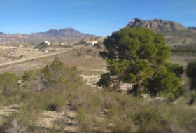 Molina de Segura 20809&nbsp;m²