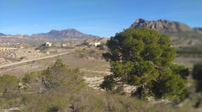 Murcia - Molina de Segura - 20809m2