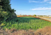 Terreno no urbanizable en venta en la España, San Fulgencio, ref: TR116451 foto