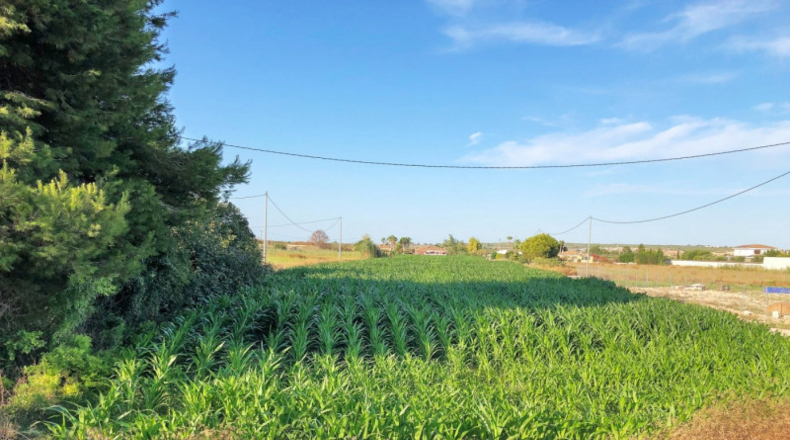 Alicante - San Fulgencio - 11000m2